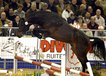 solitair_v.voltaire_jumping_at_the_kwpn_stallion_show