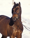 libero_h_the_legendary_breeding_stallion