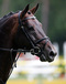 solitair_v.voltaire_expression